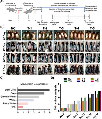 Corrigendum: Stimulation of <mark class="highlighted">hair regrowth</mark> in an animal model of androgenic alopecia using 2-deoxy-D-ribose